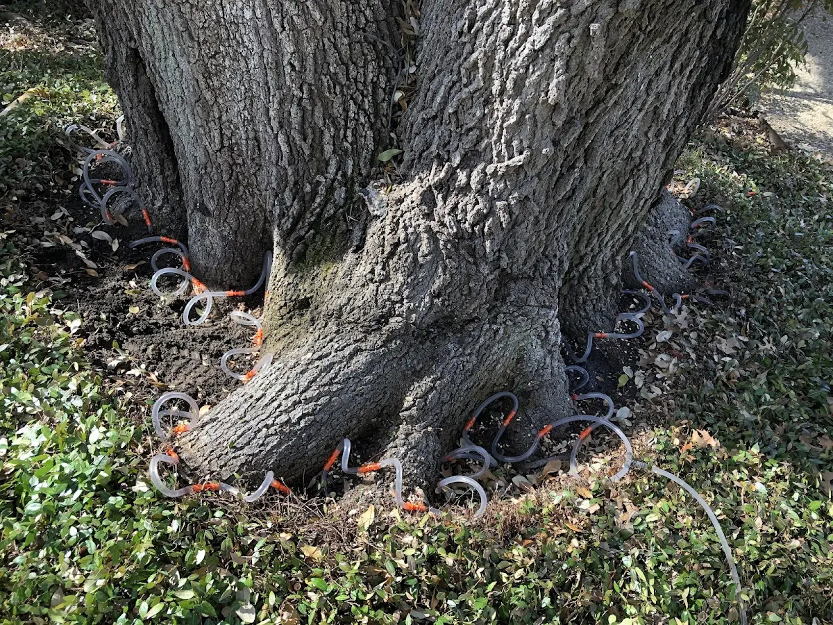 Detailed Tree Cabling and Bracing job site in Witten